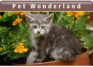 Pet Wonderland